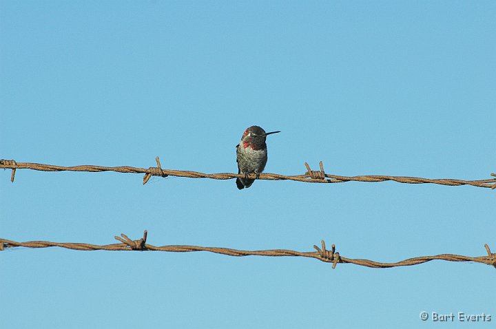 DSC_0910a.jpg - Male Anna's Hummingbird